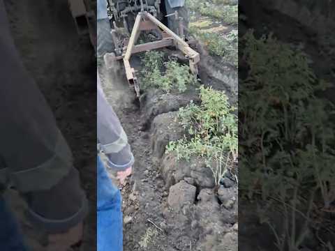 Робота КПШ-0.7 з МТЗ-82.1 в полі! 💪 #automobile #viral #мтз #морковка #farming #трактор