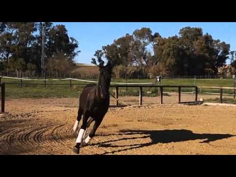 Black Calificado Qualitied PRE Stallion - SOLD