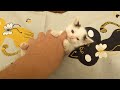 New Kittens Hisses Because They Haven T Socialized Yet