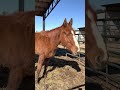 Joy 💗 Intake:12/20/22 #rescue #shorts