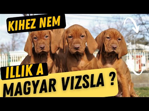 Kinek nem való a MAGYAR VIZSLA?