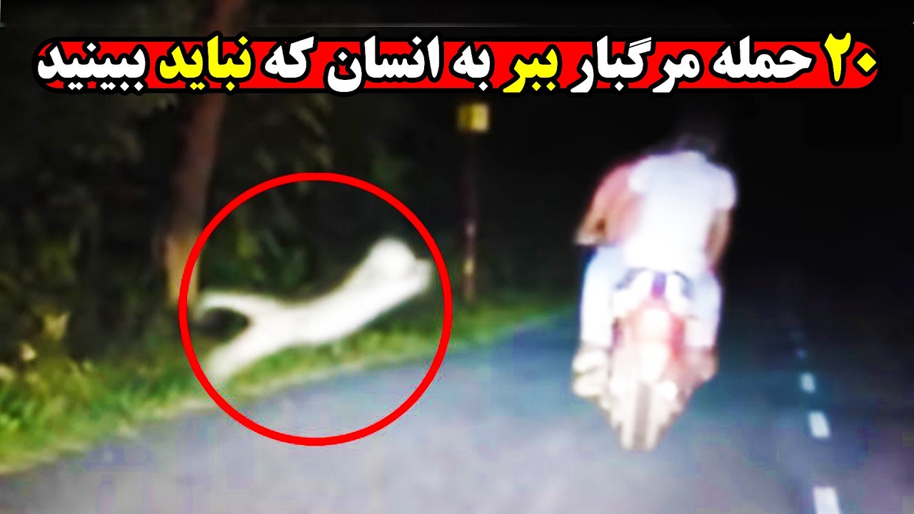 لحظات دیده نشده از ببرهایی که رحمشان را در مقابل انسانها کنار گذاشتند