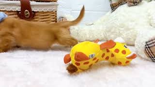 ミニチュアダックスの動画01