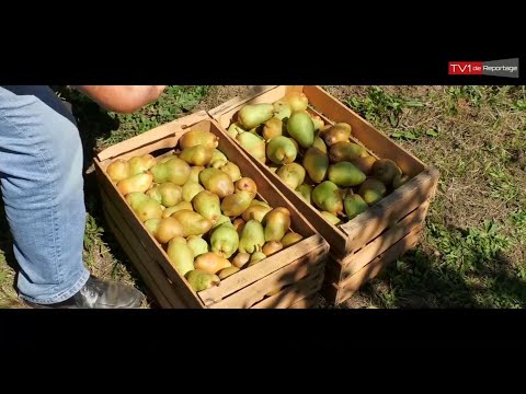 Von der Birne zum Schnaps - die Reportage