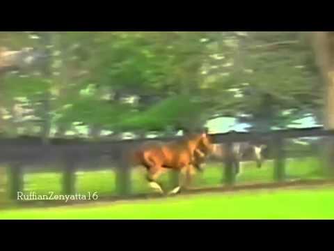Secretariat & Spectacular Bid @ Claiborne Farm