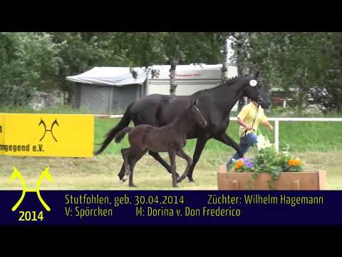 Stutfohlen von Spörcken - Don Frederico *2014