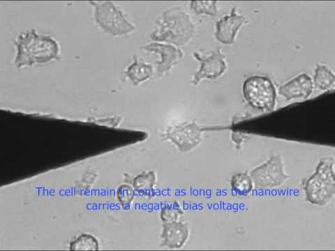 download lagu mp3 mp4 Electrotaxis, download mp3 Electrotaxis free download, download mp3 Electrotaxis