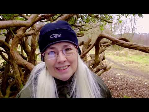 Rhododendron Ponticum