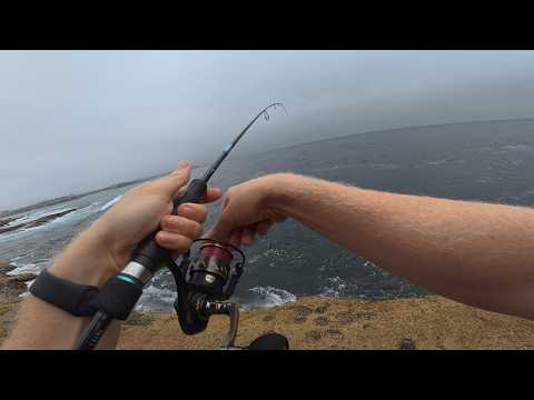 Rock Fishing - Squid & Bonito Catch & Cook - Epic Feed!