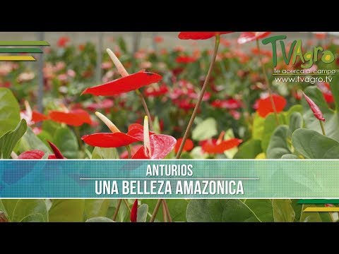 , title : 'Como Producir Anturios - TvAgro por Juan Gonzalo Angel