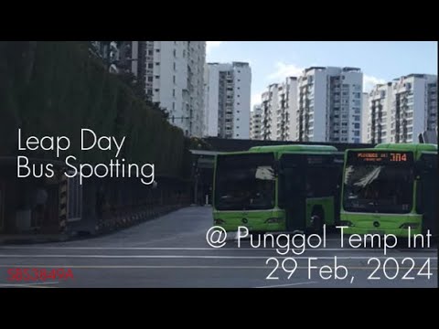 Leap Day Bus Spotting at Punggol Temporary Interchange (2024)