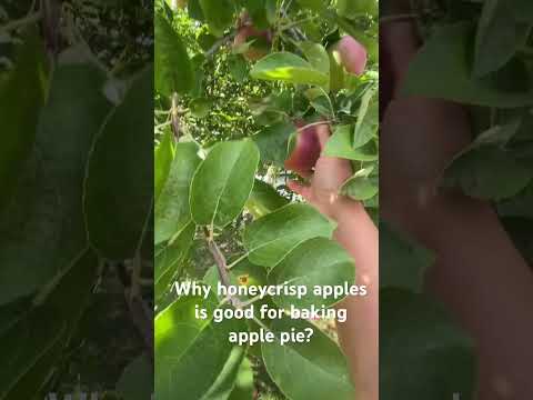 Why Honeycrisp Apples is Good For Baking Apple Pie?! #applepie #short #baking #youtube #bakinglover