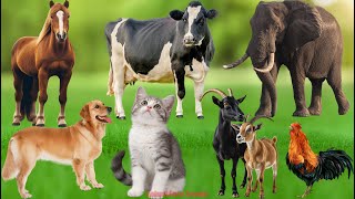 Farm Animal Life: Chicken, Rabbit, Horse, Pig, Duckling, Cat, Sheep, Cow, Puppy – Cute Animal Video