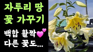농장 자투리 공간, 꽃 가꾸기????  백합 활짝????  다른 꽃도...????