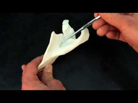 Understanding the Scapula: The Shoulder Blade Unveiled! 🦴 #Anatomy