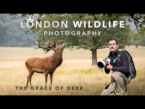 London Wildlife Photography | The Grace of Deer