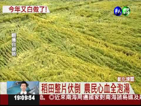 彰化埤頭水稻倒伏 農民心血泡湯