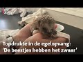 De droogte is de boosdoener, want egels eten insecten | RTV Utrecht