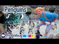 Penguins At The Zoo With Blippi Blippi Educational Videos For Kids Explore With Me