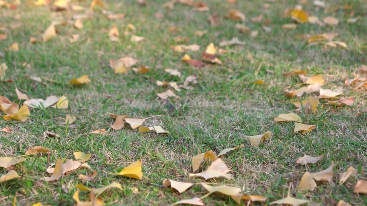 イチョウの葉と芝／ginkgo leaves and grass／m0087