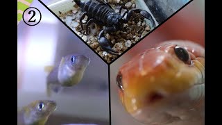 FISH & SNAKE & SCORPION