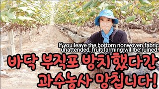 가을에는 과수원 부직포 꼭 제거해야 합니다! In autumn, orchard nonwoven fabrics…