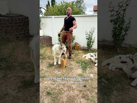 Le miracle #chiens #animaux #chien #educationcanine #chiot #husky #huskies #chiots #dog