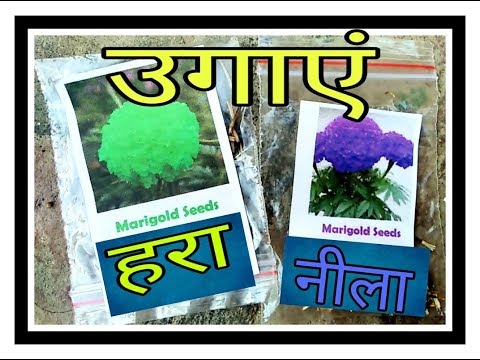 How to grow Green & Blue Marigold from Seed