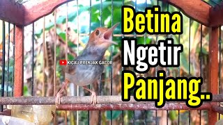 Download lagu PRENJAK BETINA | MASTERAN PRENJAK BETINA Ngetir Panjang Istimewa Suara Jernih Menggoda Jantan | mp3