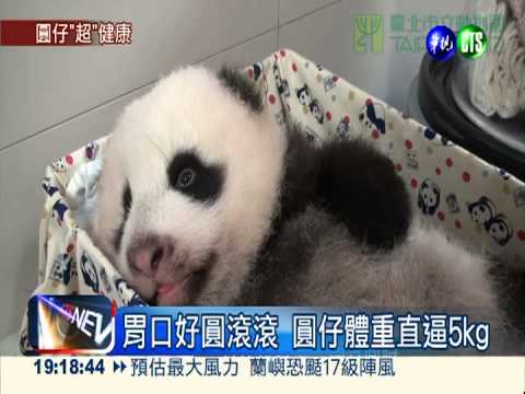 圓仔直逼5公斤 嬰兒床快塞不下
