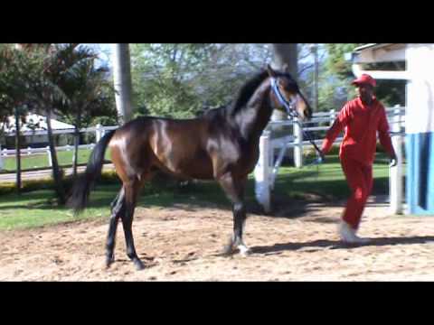 Regal Relative - TGRS-II