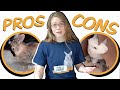 Pros and Cons: Is a Rabbit the Right Pet for You