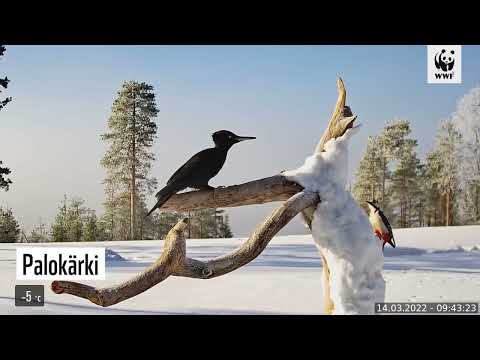 Maakotka, palokärki, hömötiainen - WWF:n Luontoliven talvilintukameran parhaat palat 2021-22.