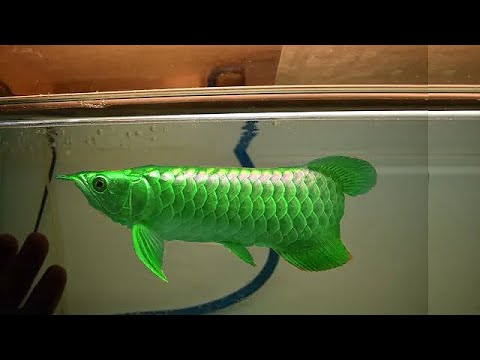 RARE ASIAN AROWANA FISHES AROUND THE WORLD - 1 @ThinkAboutnature