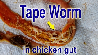 Tapeworms in Chickens, Common in Poultry Ranch, Vet Learning videos