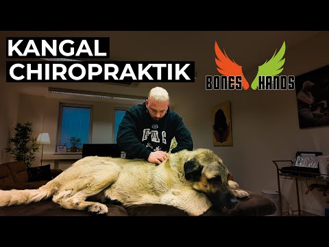 XXL Kangal behandeln... Bones Hands Animals Chiropraktik!