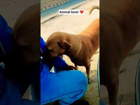 Animal lover 😍😍. #baffalo #funny #dairyherd #animalrightsactivist #love #bolleywoodsong #cute ..