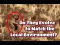 Can a Surge of Sasquatch Railroad Encounters be Explained? Ozark Bigfoot Confronts Hunter