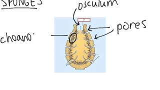 Sponges (worked example)