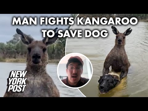 Man Fights A Kangaroo Who Is Drowning His Dog