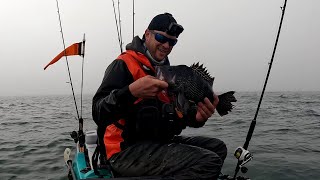 Black Sea Bass Opens