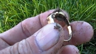 Metal Detecting: Gold And Silver Rings