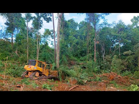 The Bulldozer Taking Out a lot of Trees, Bulldozer Caterpillar D6R XL Open The Plantation
