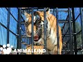 Big Cats Rescued From Circus Begin New Life At Sanctuary Animalkind