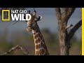 Giraffes 101 | Nat Geo Wild