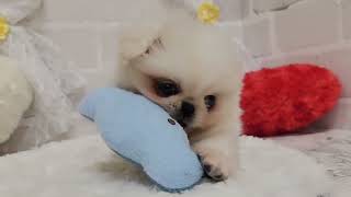 ハーフ犬の動画02