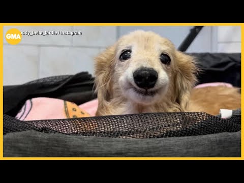 Dog goes viral with resting smile caused by missing tooth - YouTube