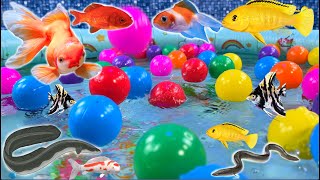 Colorful balls fish surprise eggs, shark, crayfish, snake, angelfish, goldfish, koi in the pool