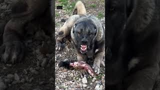Kangal Shepherd Duniya K sabse Khatranak Dog Breed Hai ? 👿 #shorts #dogshorts #dog #kangal