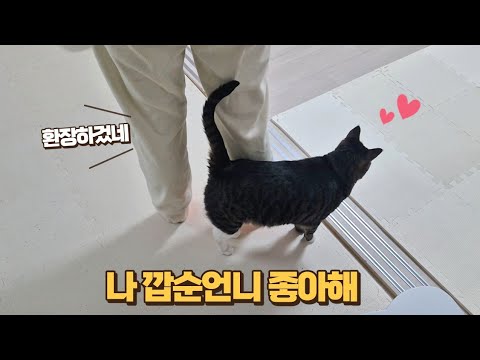 나만 보면 화내는 고양이를 모른 척했더니!! 까칠했던 보름이의 놀라운 변화